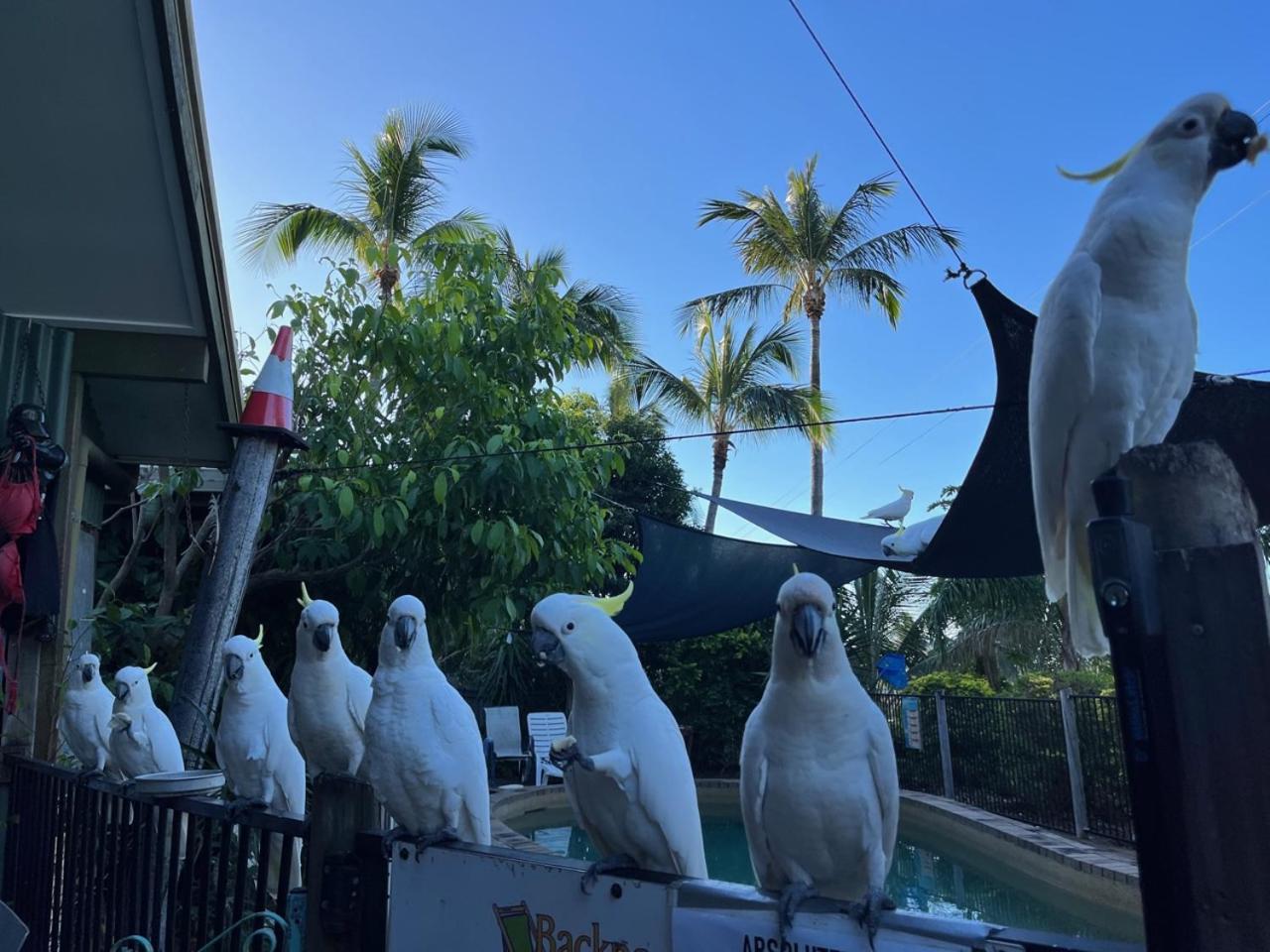 Backpackers By The Bay Hostel Airlie Beach Exterior foto